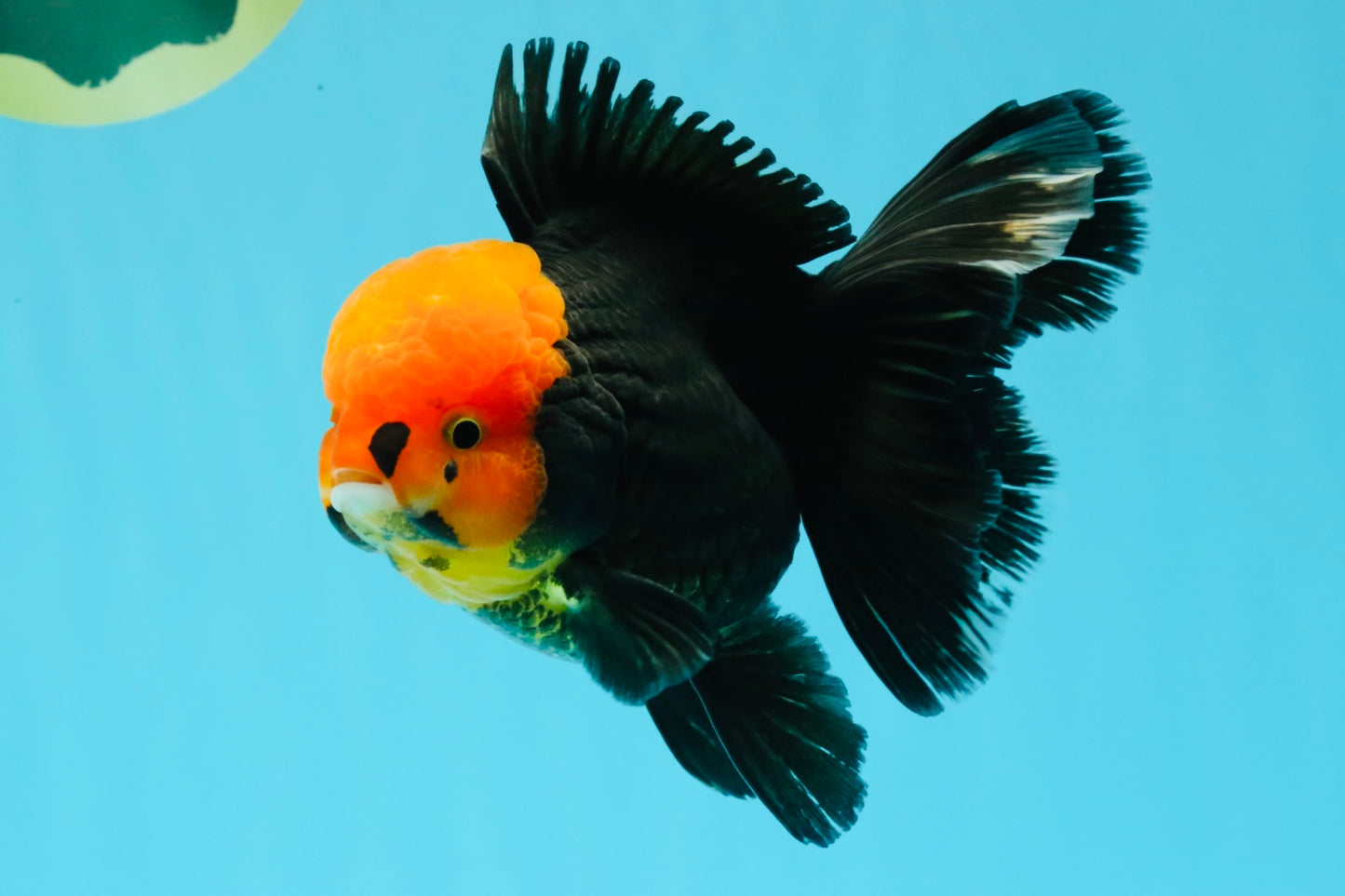 A Grade Red Head Tricolor Oranda Male 5.5-6 inches #030626OR_25