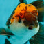 A Grade Lava Head Tricolor Oranda Male 5.5 inches #110824OR_07