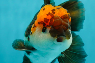 A Grade Lava Head Tricolor Oranda Male 5.5 inches #110824OR_07