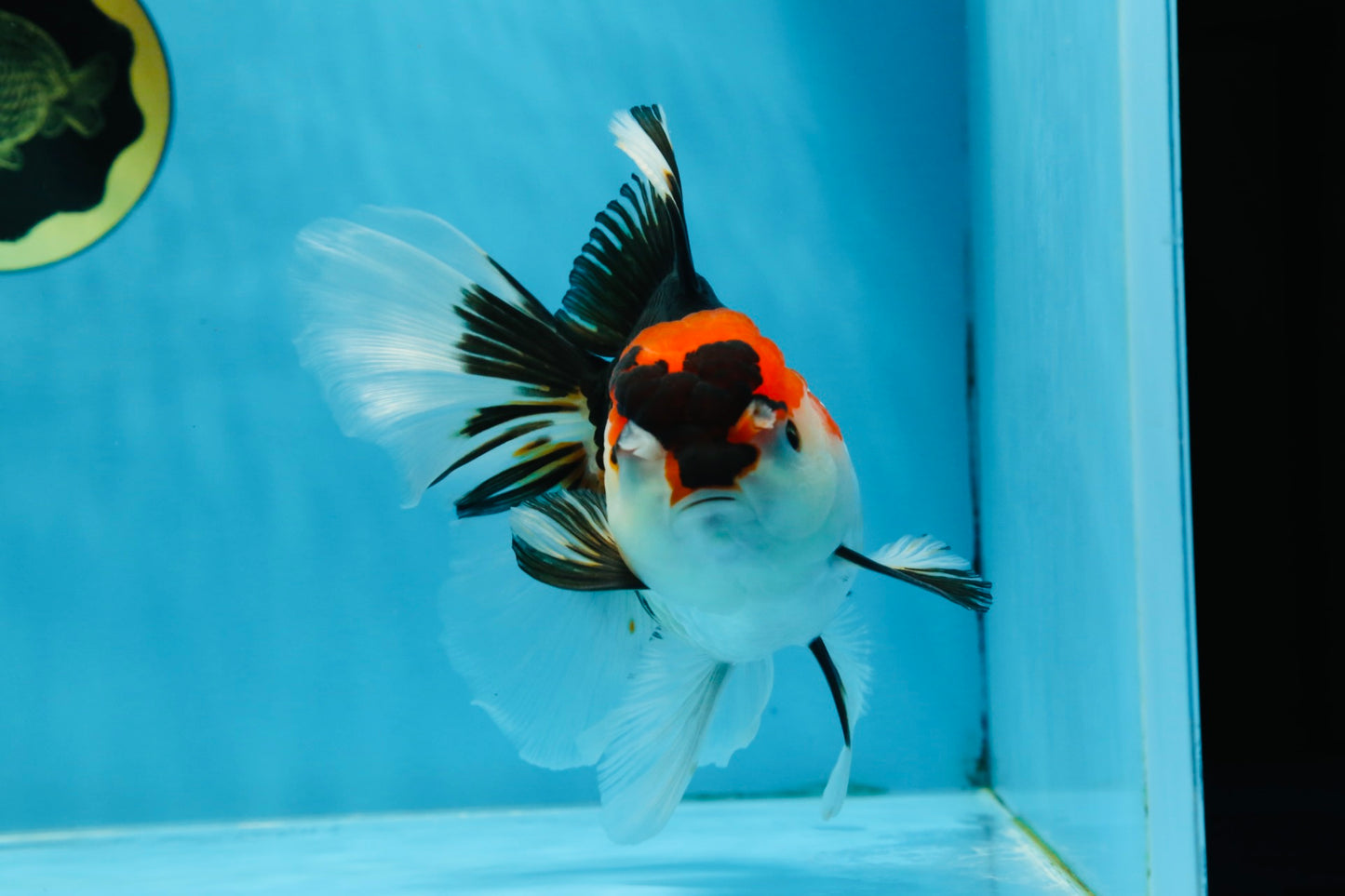 A Grade Tricolor Oranda Female 6.5 inches #070425OR_18