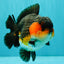 SHOW GRADE CHUBBY Tricolor Yuanbao Male 5 inches #071026YB_08