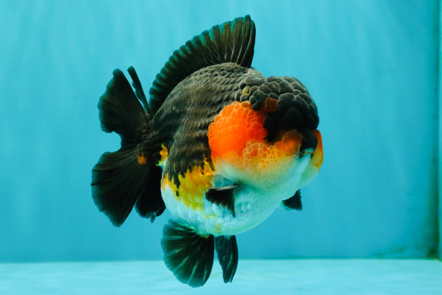 SHOW GRADE CHUBBY Tricolor Yuanbao Male 5 inches #071026YB_08