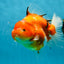 A Grade Sakura Oranda Female 6-6.5 inches #060625OR_11