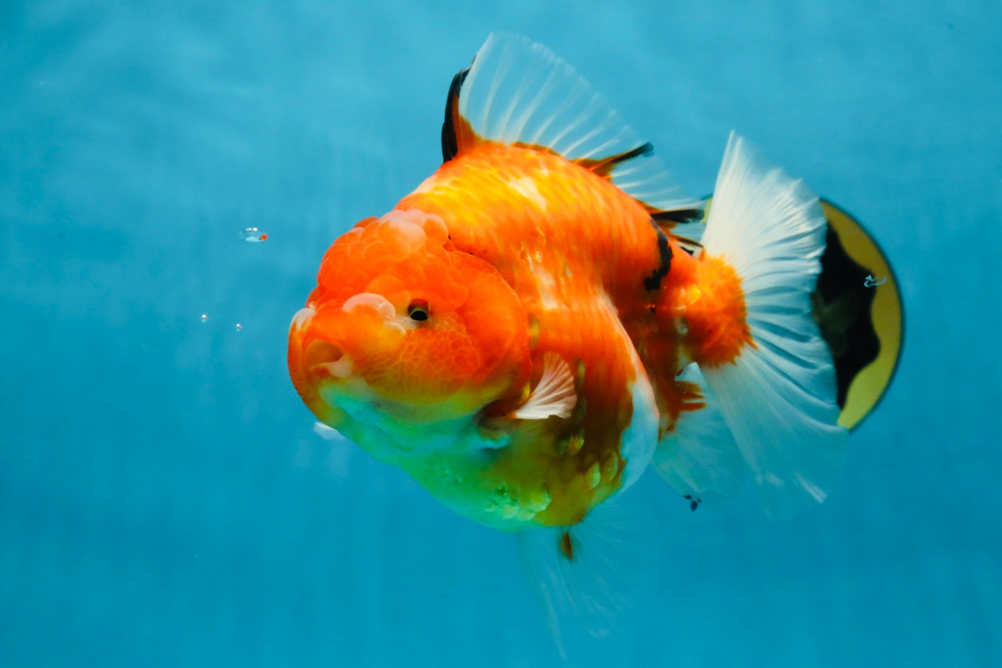 A Grade Sakura Oranda Female 6-6.5 inches #060625OR_11