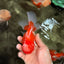 A Grade Red White Oranda Male 5.5  inches #073126OR_10