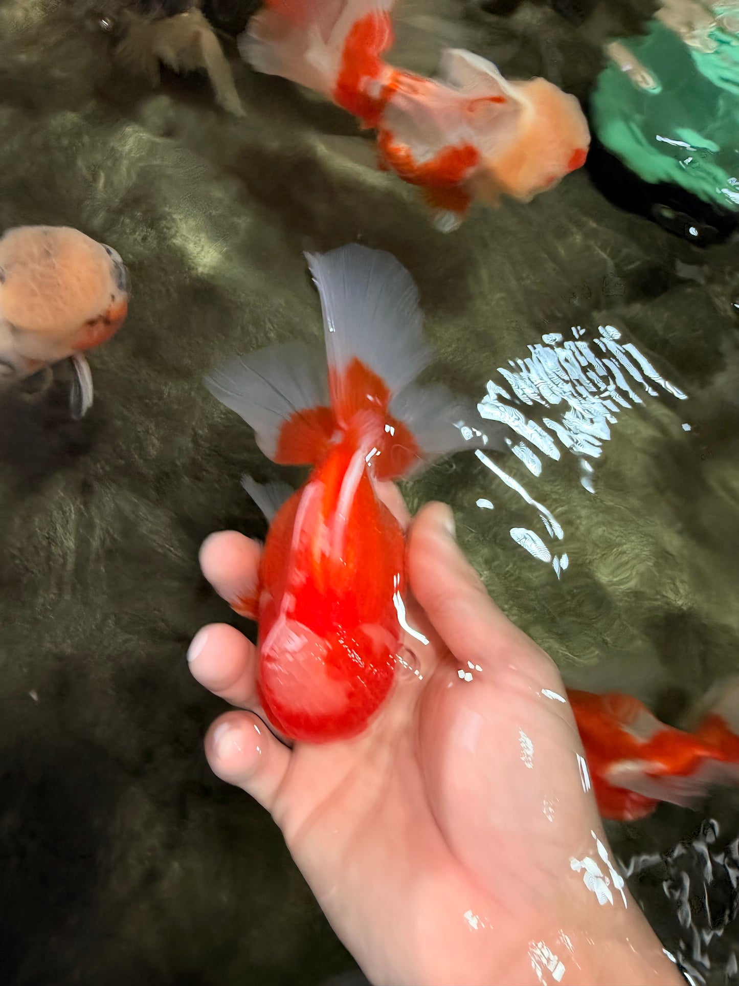 A Grade Red White Oranda Male 5.5  inches #073126OR_10