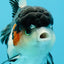 A Grade Tricolor Oranda Female 5.5 inches #022726OR_30