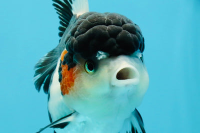 A Grade Tricolor Oranda Female 5.5 inches #022726OR_30