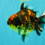 A Grade Tiger Yuanbao Male 4.5-5 inches #073126YB_18