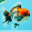 A Grade Godzilla Red Head Kirin Oranda Male 6-6.5 inches #031326OR_04