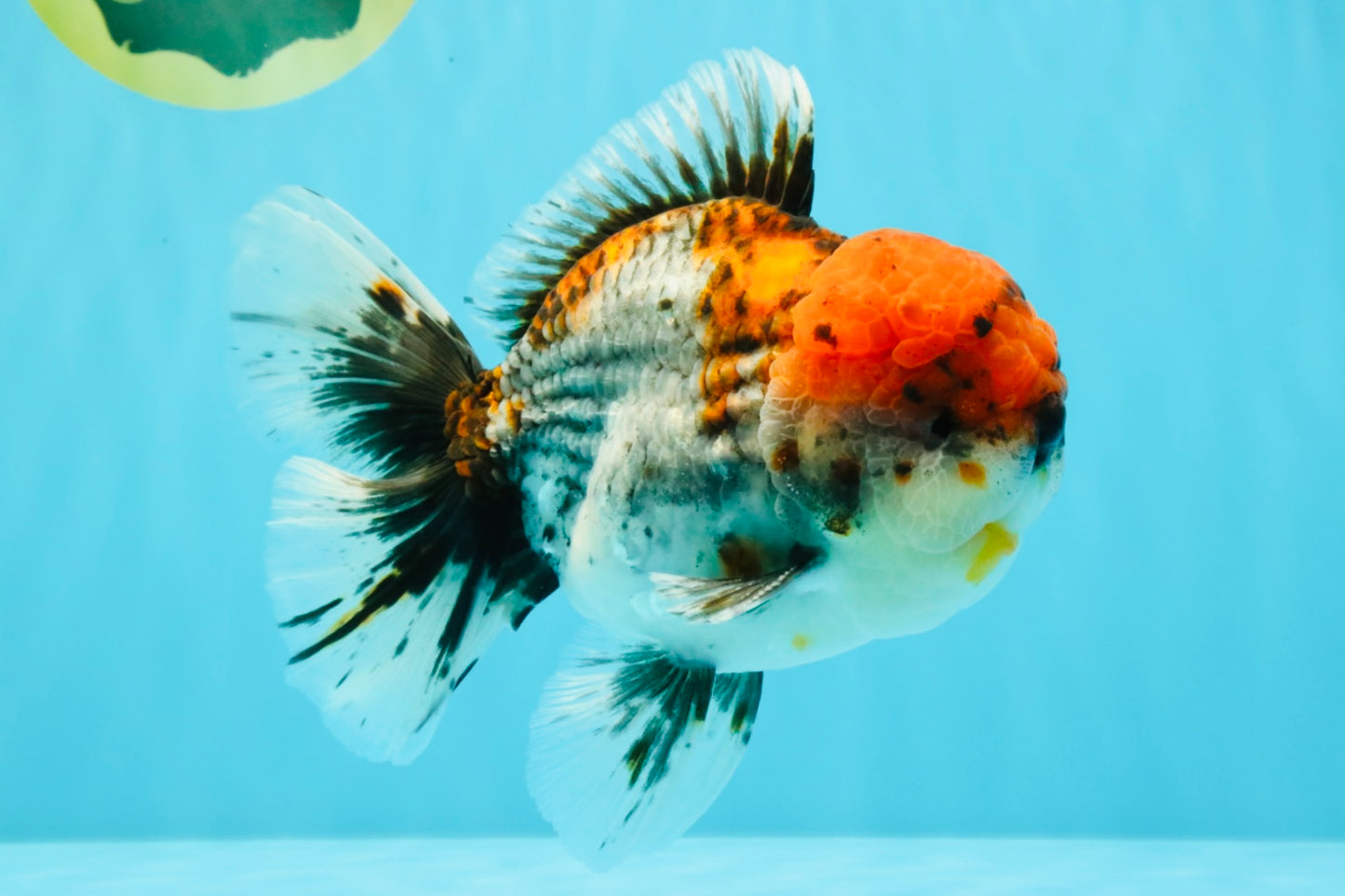 A Grade Godzilla Red Head Kirin Oranda Male 6-6.5 inches #031326OR_04