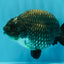 A Grade Blue Chinese Ranchu Female 5 inches #022726RC_22