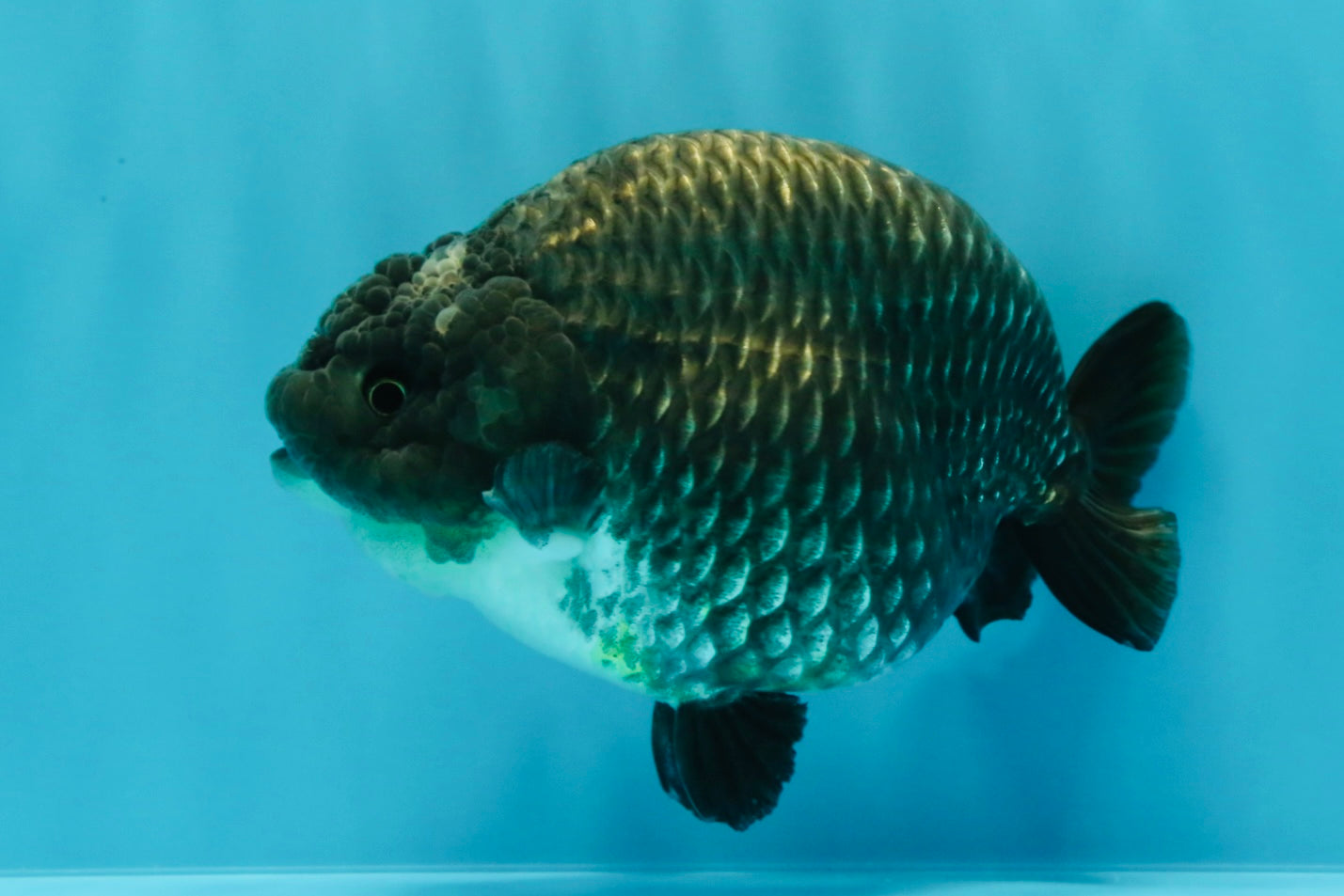 A Grade Blue Chinese Ranchu Female 5 inches #022726RC_22