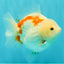 A Grade Red White Yuanbao Female 5-5.5 inches #082126YB_28