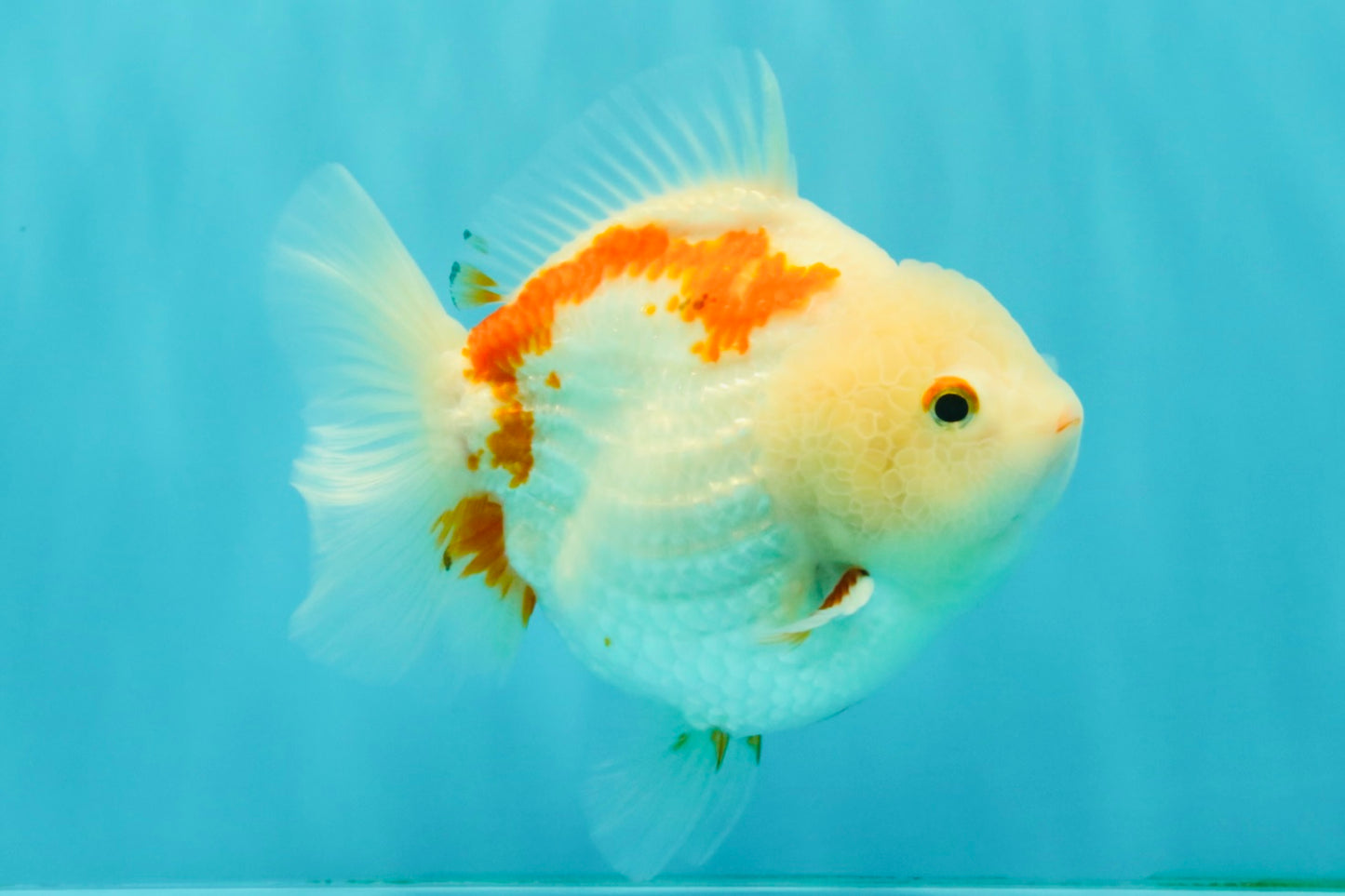A Grade Red White Yuanbao Female 5-5.5 inches #082126YB_28