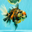 AAA Grade Special Sanke Calico Oranda Female 7 inches #071726OR_04