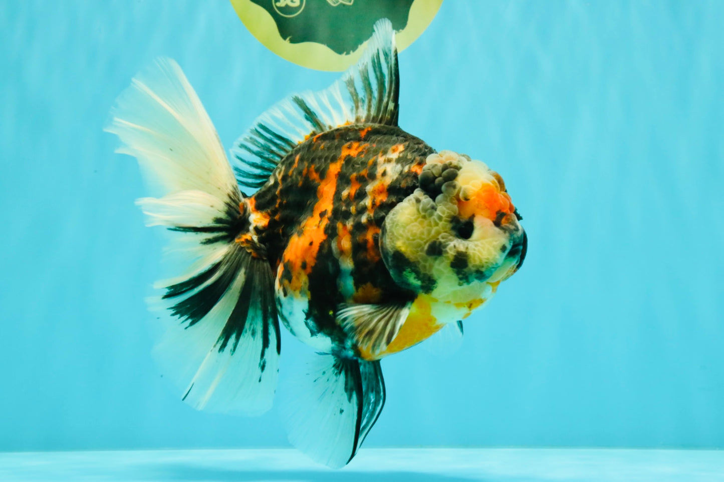 AAA Grade Special Sanke Calico Oranda Female 7 inches #071726OR_04