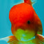UNIQUE A Grade Red White Oranda Male 5.5 inches #070626OR_10