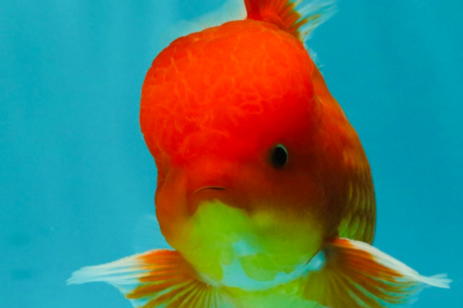 UNIQUE A Grade Red White Oranda Male 5.5 inches #070626OR_10