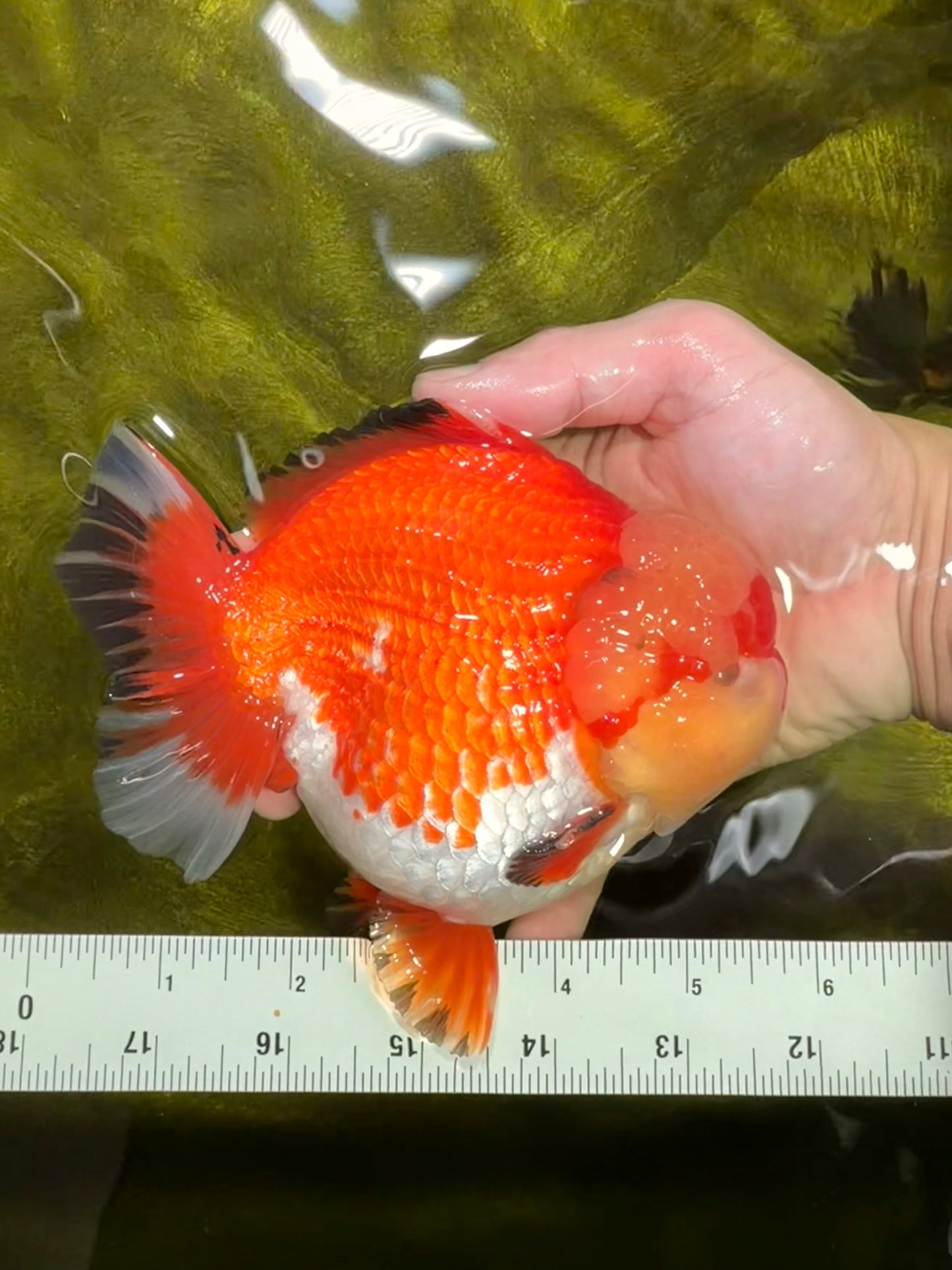 SUPER AAA Grade Godzilla Red White Yuanbao Male 5.5 inches #022026YB_03