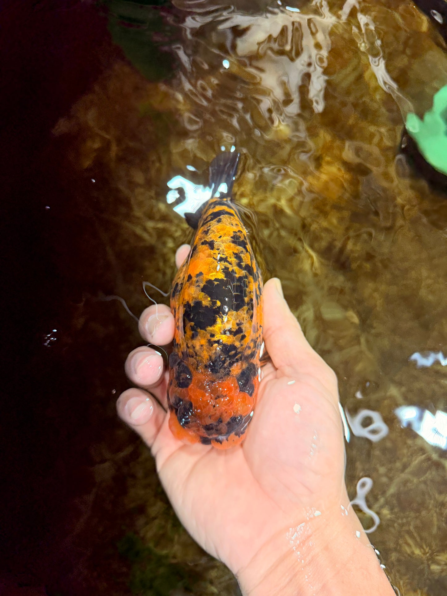 A Grade Tiger LionQueen 5.5 inches #112125LC_05