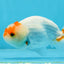 Red White Lionchu Male 4 inches #0920LC_06