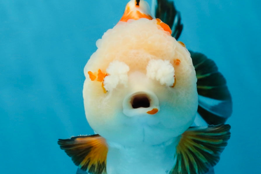 A Grade Pompom Tricolor Yuanbao Male 4 inches #052325YB_27