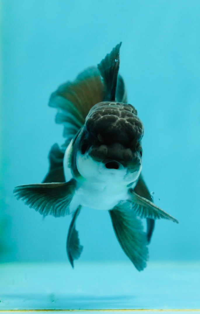 Panda Oranda Male 3.5 inches #1011OR_27