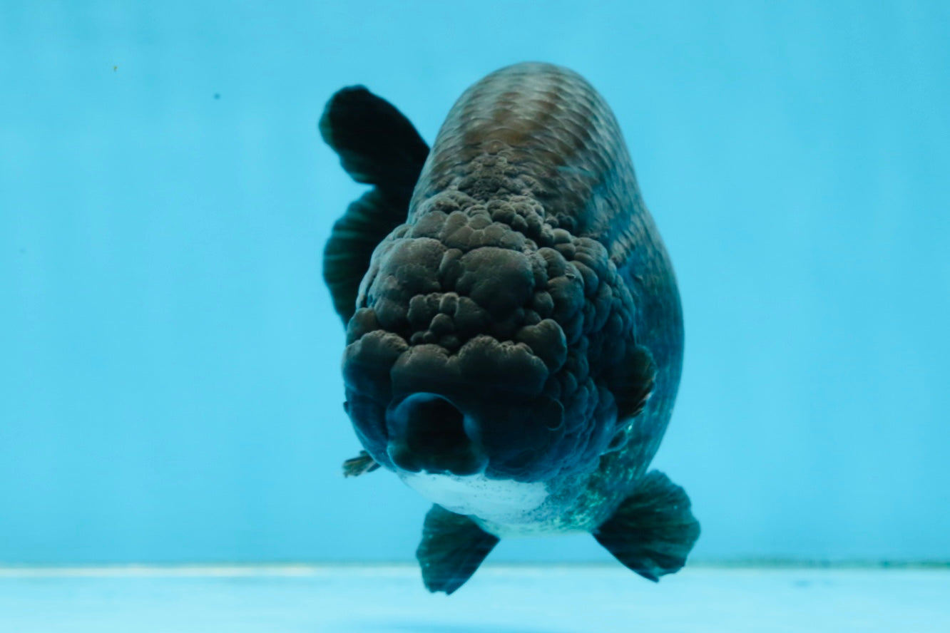 AAA Grade Black Strong Body Structure LionQueen 5.5 inches #101725LC_21