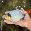 A Grade Diamond Scale Sakura Ranchu Male 5 inches #073126RC_11
