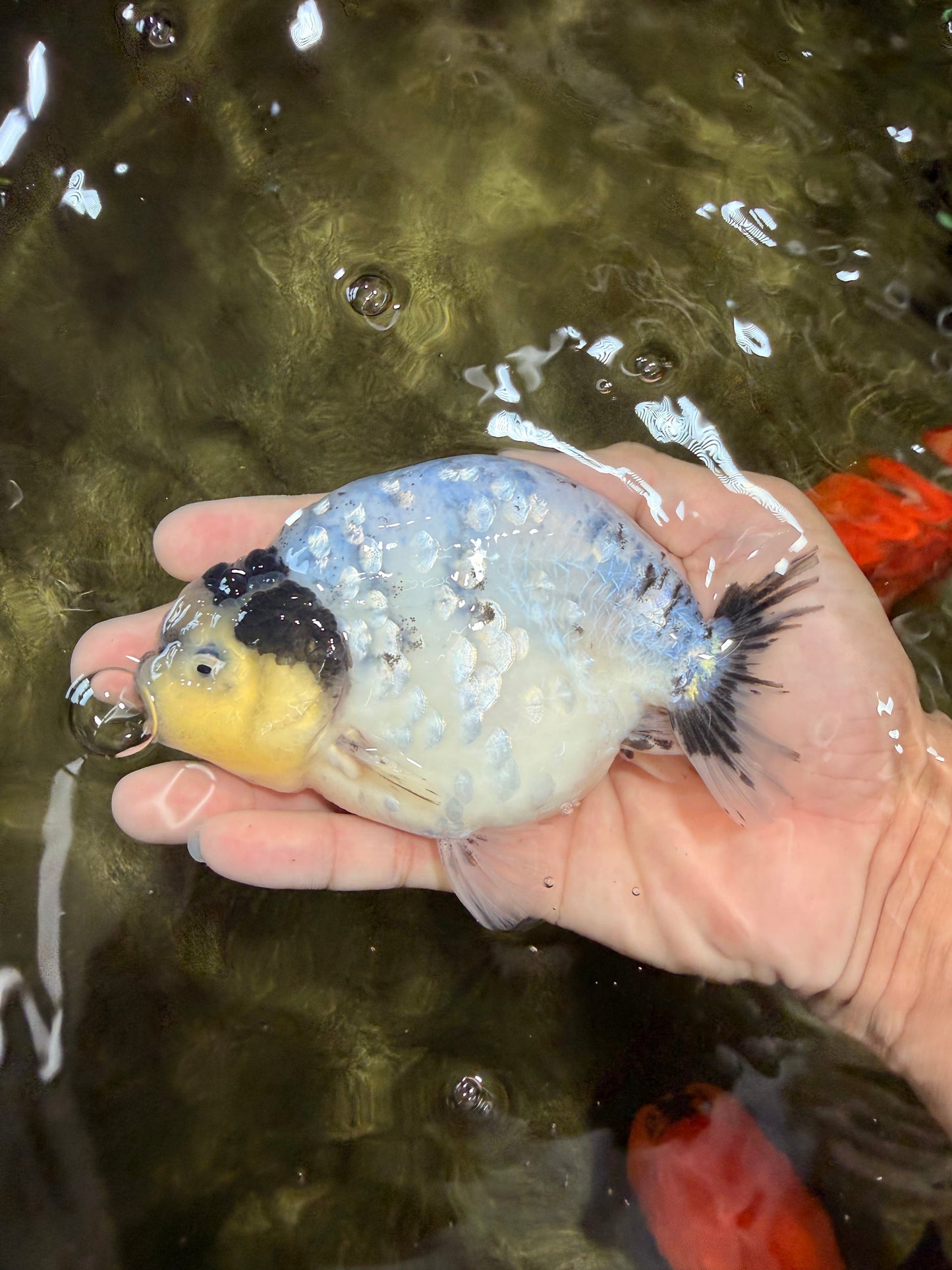 A Grade Diamond Scale Sakura Ranchu Male 5 inches #073126RC_11
