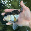 A Grade Tricolor Oranda Male 4.5-5 inches #112924OR_15