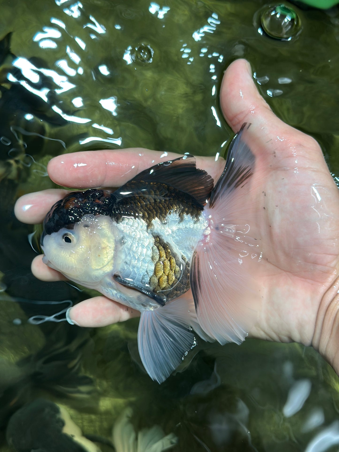 A Grade Tricolor Oranda Male 4.5-5 inches #112924OR_15