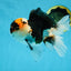 A Grade SPECIAL Tricolor Oranda Male 5.5 inches #062025OR_17