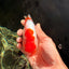 SUPER CUTE A Grade Red White LionQueen 4-4.5 inches #050826LC_14