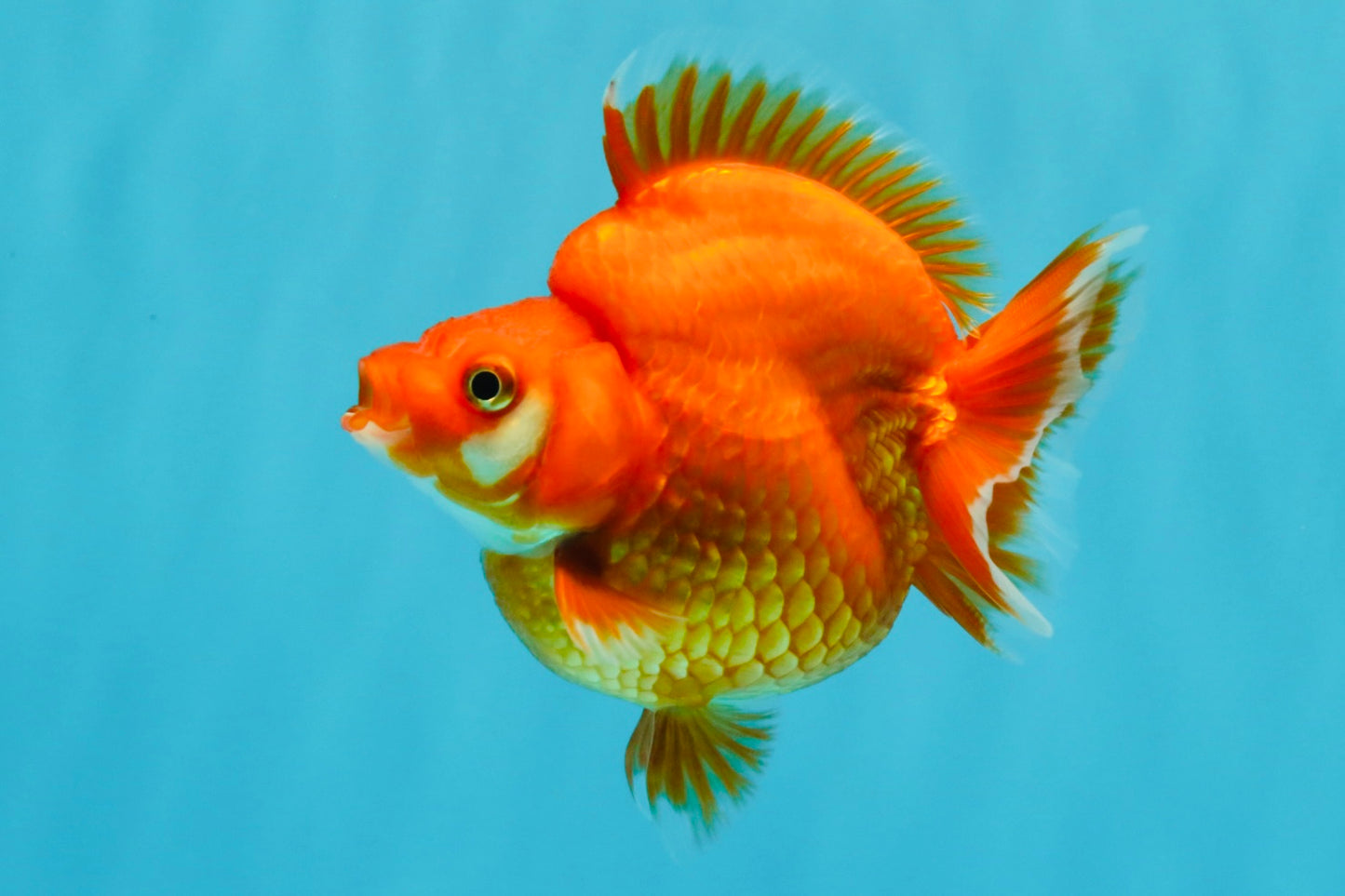 AAA Grade Solid Red Ryukin Female 4 inches #022026RK_10