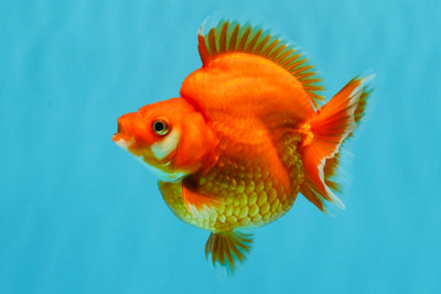 AAA Grade Solid Red Ryukin Female 4 inches #022026RK_10