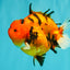 ELVIS AAA Grade Kohaku Sakura Yuanbao Male 4.5-5 inches #092526YB_08