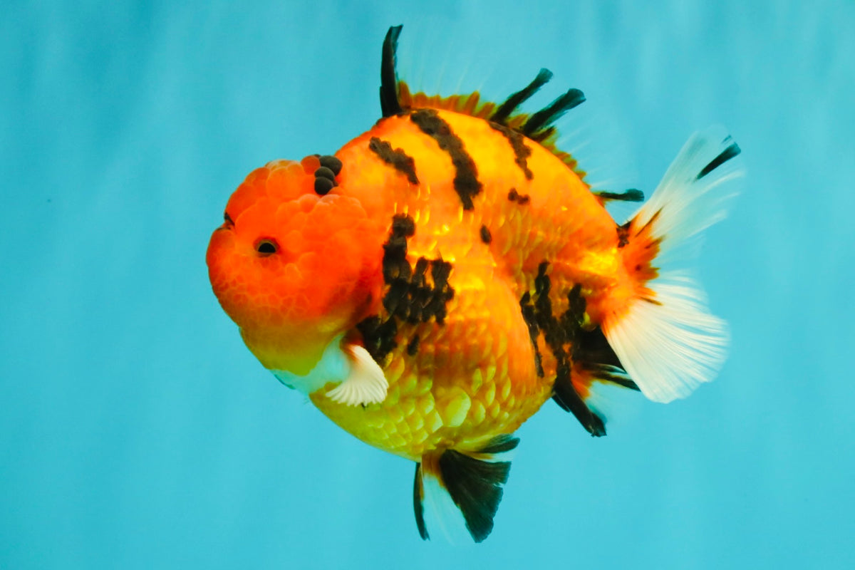ELVIS AAA Grade Kohaku Sakura Yuanbao Male 4.5-5 inches #092526YB_08