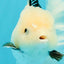 White Oranda Female 6-6.5 inches #032026OR_05