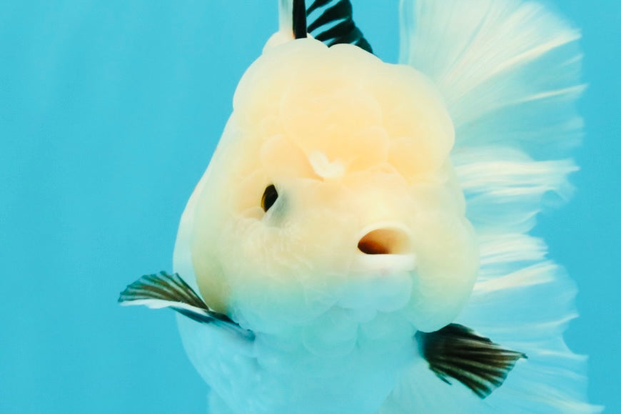 White Oranda Female 6-6.5 inches #032026OR_05