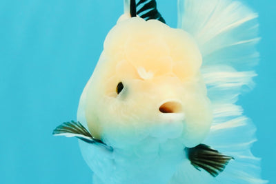 White Oranda Female 6-6.5 inches #032026OR_05