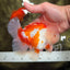 OLAF A Grade Red White Oranda Male 6 inches #040326OR_14