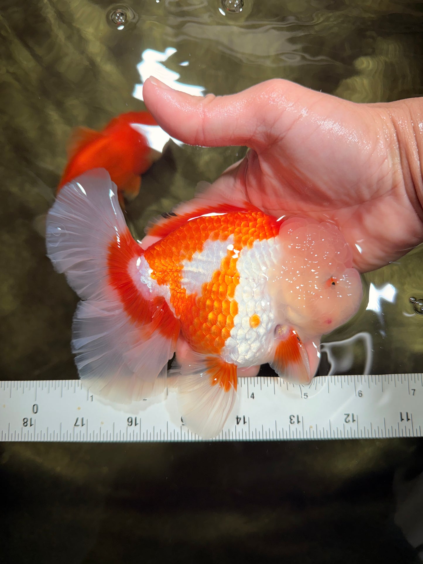 OLAF A Grade Red White Oranda Male 6 inches #040326OR_14