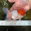 A Grade Red Cap Oranda Male 4.5-5 inches #050925OR_46