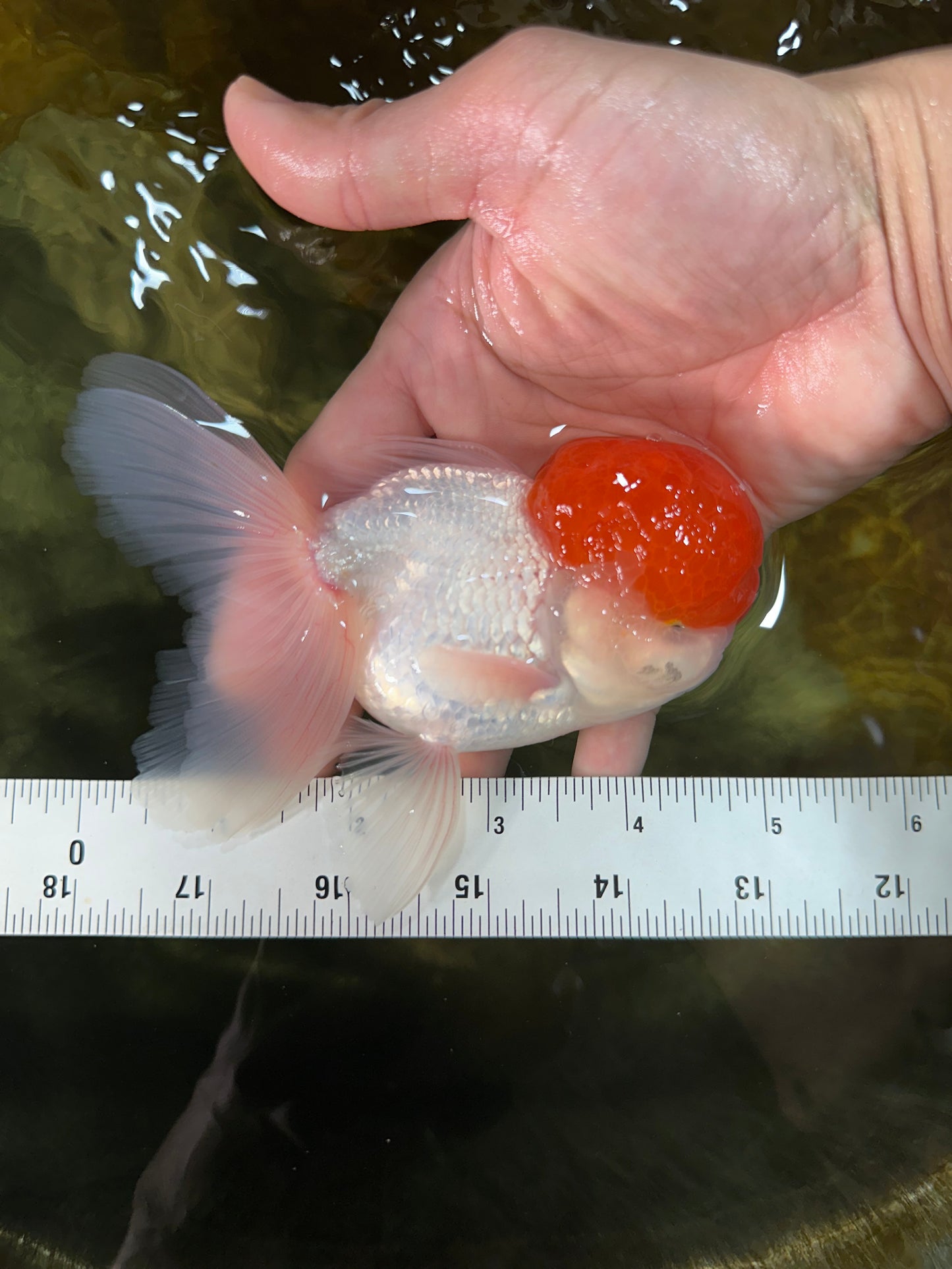 A Grade Red Cap Oranda Male 4.5-5 inches #050925OR_46