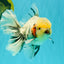 AAA Grade Marble Oranda Male 6.5-7 inches #070626OR_09