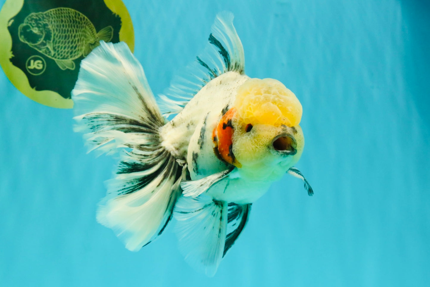 AAA Grade Marble Oranda Male 6.5-7 inches #070626OR_09