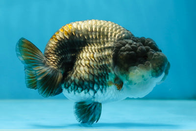 A Grade RARE Blue LionQueen 4.5 inches #062025LC_12