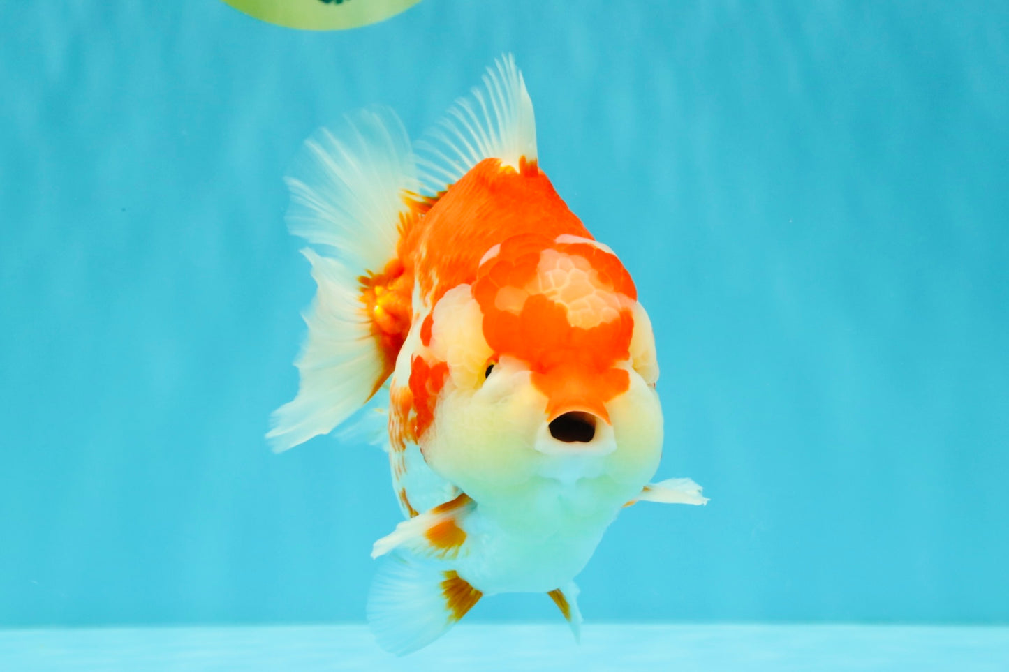 JUMBO A Grade Red White Yuanbao Male 5.5-6 inches #032026YB_22